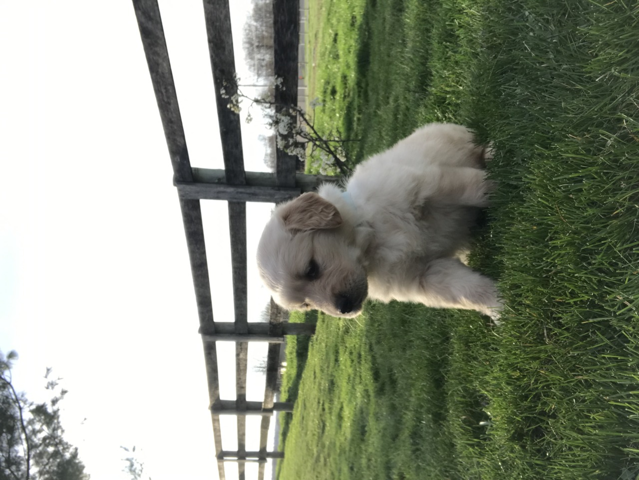 amish golden retriever puppies for sale puppies golden retriever breeder shreve ohio amish golden retriever puppies for sale puppies golden retriever breeder shreve ohio