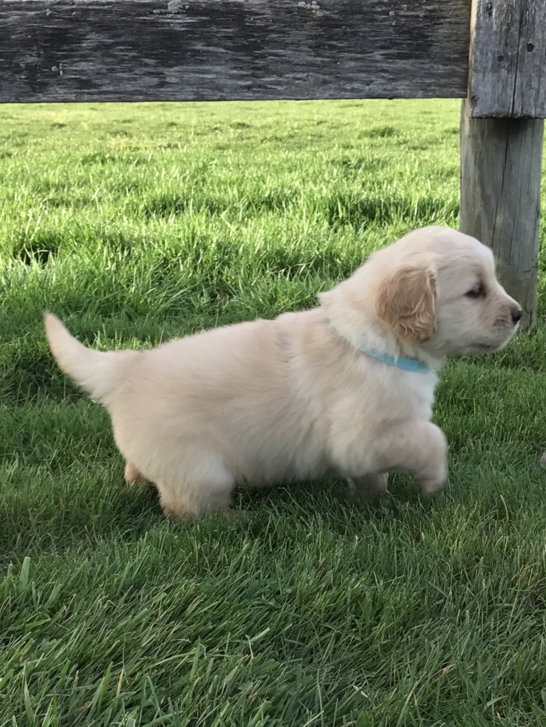 amish golden retriever puppies for sale puppies golden retriever breeder shreve ohio amish golden retriever puppies for sale puppies golden retriever breeder shreve ohio