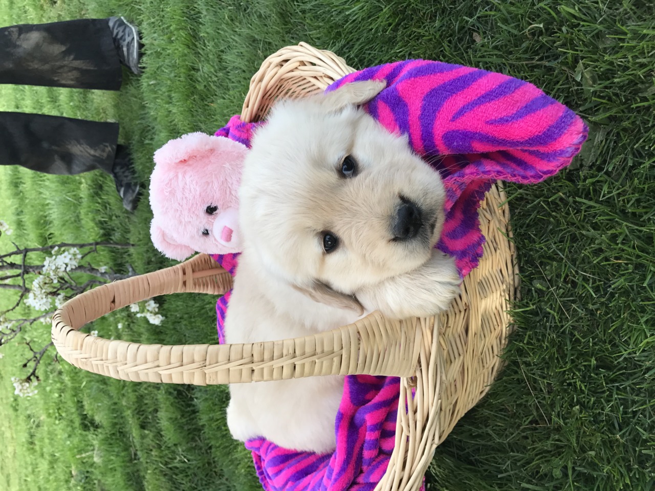 amish golden retriever puppies for sale puppies golden retriever breeder shreve ohio amish golden retriever puppies for sale puppies golden retriever breeder shreve ohio