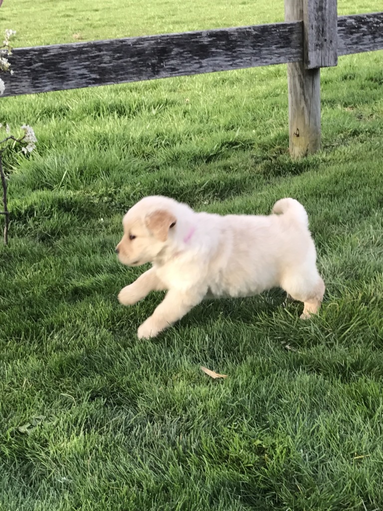amish golden retriever puppies for sale puppies golden retriever breeder shreve ohio amish golden retriever puppies for sale puppies golden retriever breeder shreve ohio