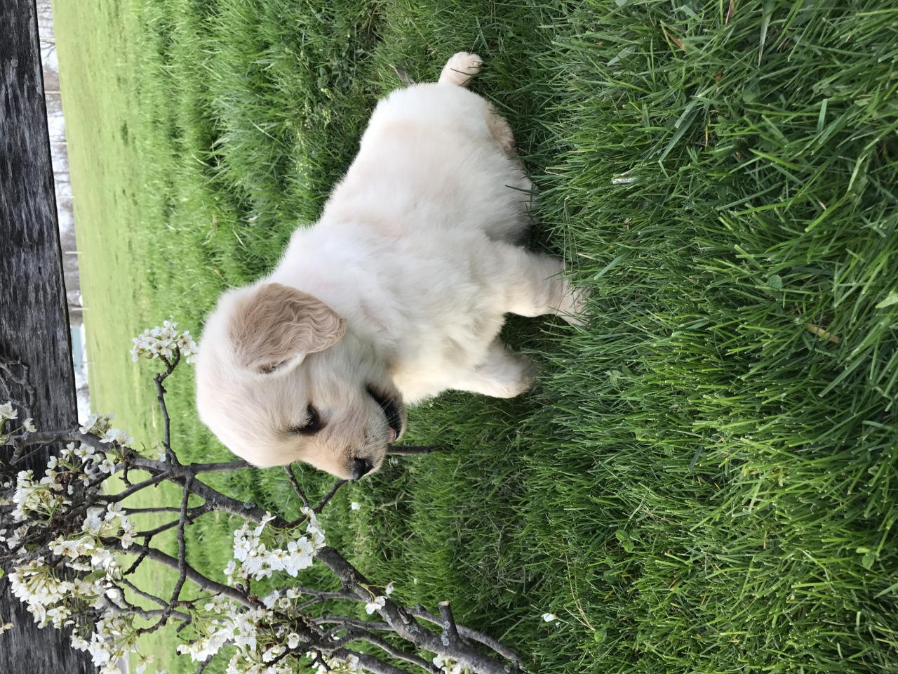 amish golden retriever puppies for sale puppies golden retriever breeder shreve ohio amish golden retriever puppies for sale puppies golden retriever breeder shreve ohio