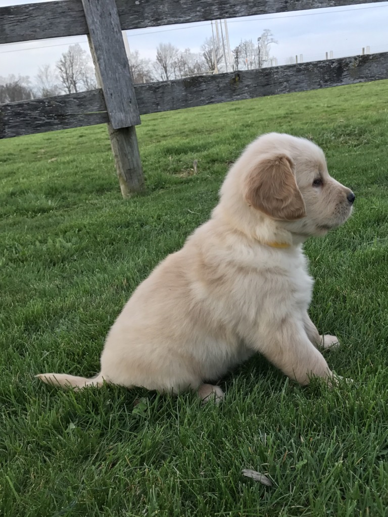 amish golden retriever puppies for sale puppies golden retriever breeder shreve ohio amish golden retriever puppies for sale puppies golden retriever breeder shreve ohio