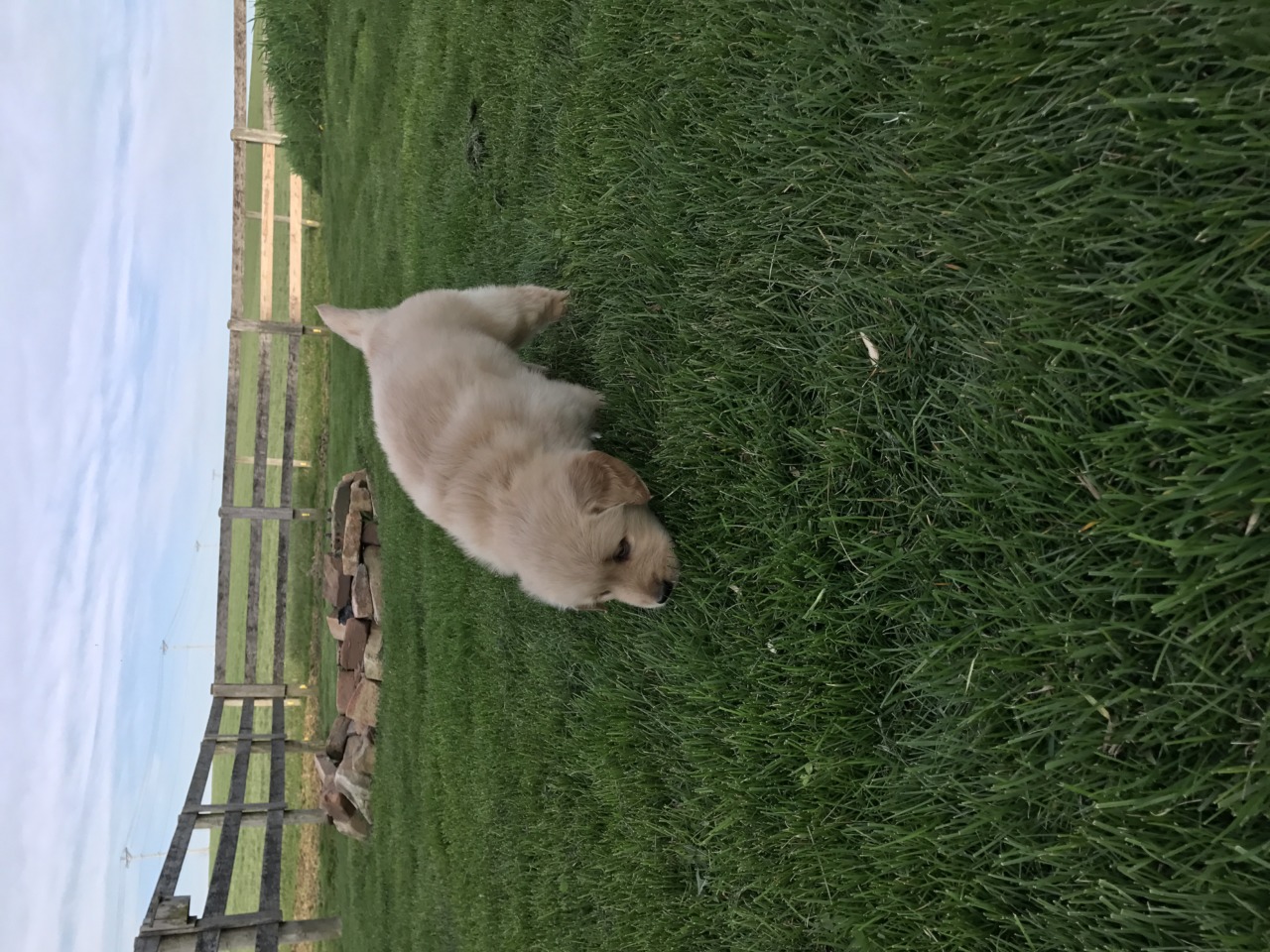 amish golden retriever puppies for sale puppies golden retriever breeder shreve ohio amish golden retriever puppies for sale puppies golden retriever breeder shreve ohio