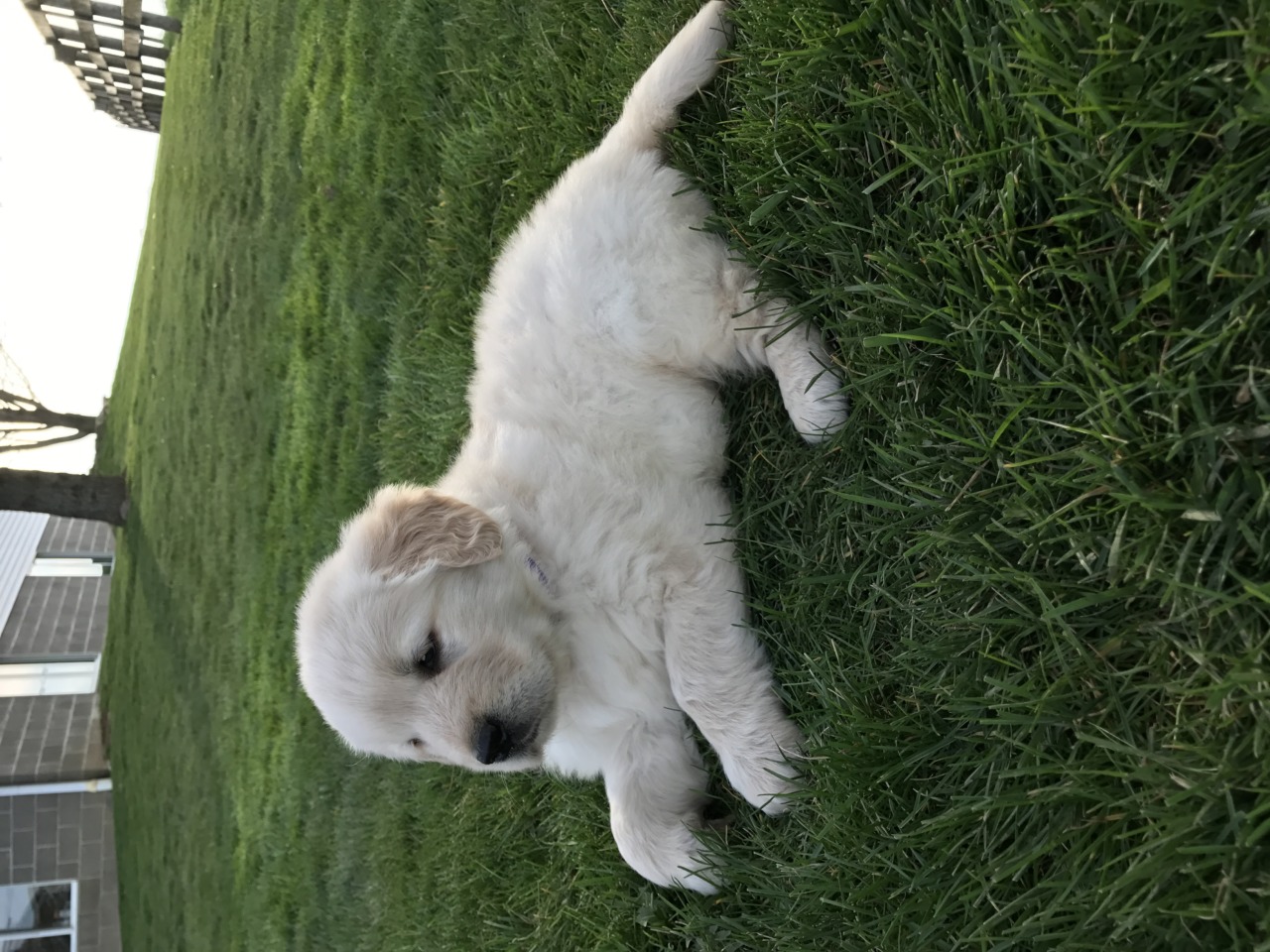 amish puppies for sale puppies golden retriever breeder shreve ohio amish puppies for sale puppies golden retriever breeder shreve ohio
