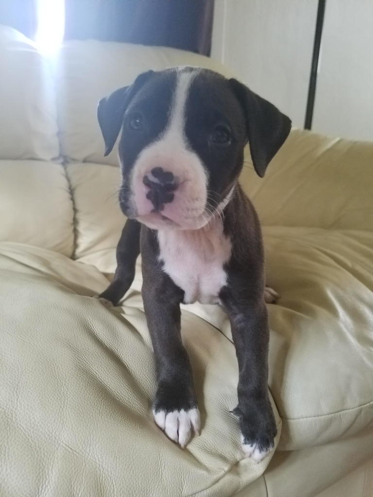 43+ American Pit Bull Terrier Breeders In Ohio Pic Bleumoonproductions