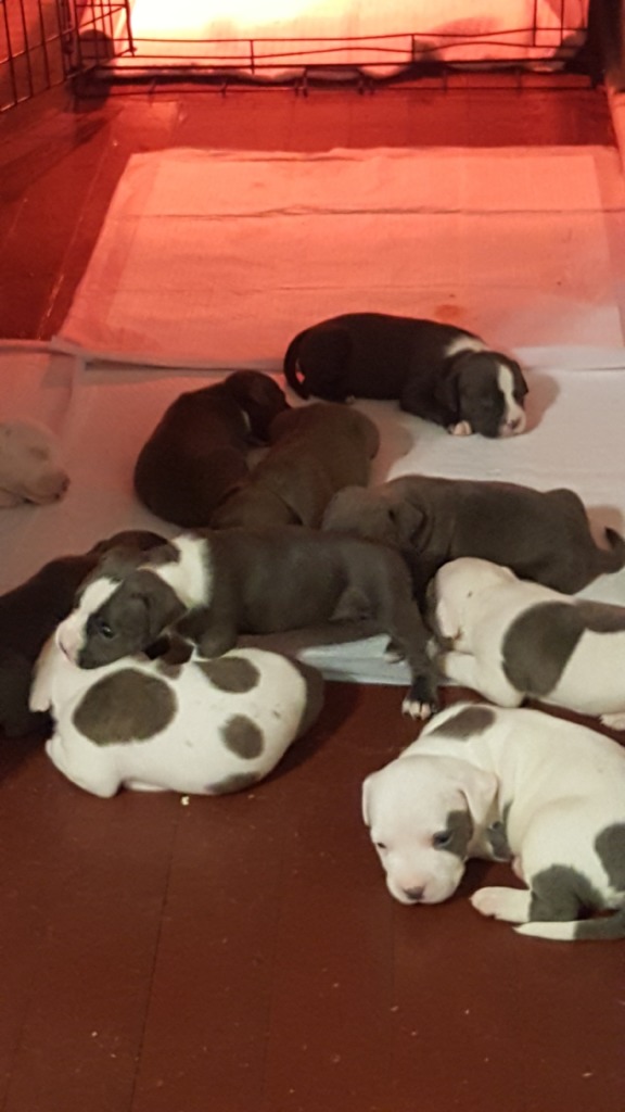 pitbull puppies for sale in new orleans kingmaull bullies american pit bull terrier breeder new orleans louisiana pitbull puppies for sale in new orleans kingmaull bullies american pit bull terrier breeder new orleans louisiana