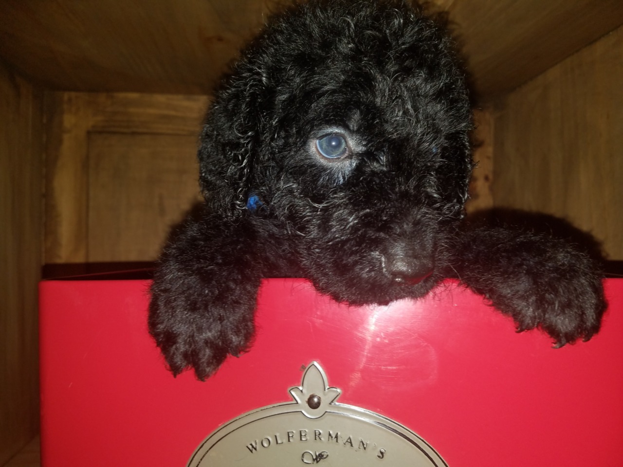 Puppies for Sale Free Dog Breeder Advertising