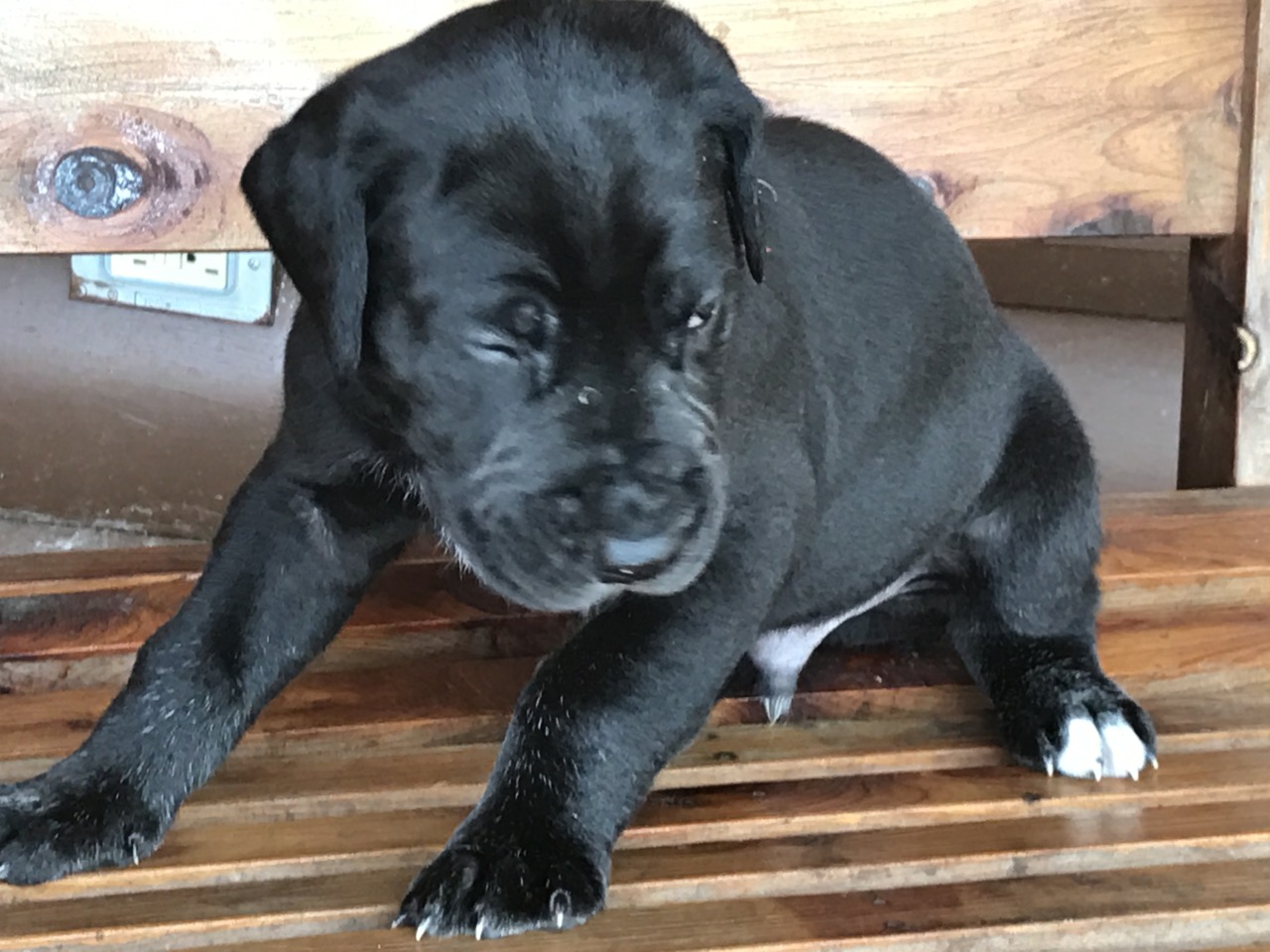 Website Owner Lookup >> Remington Steel Danes | Great Dane Breeder | Big Sandy ... Website Owner Lookup >> Remington Steel Danes | Great Dane Breeder | Big Sandy ...
