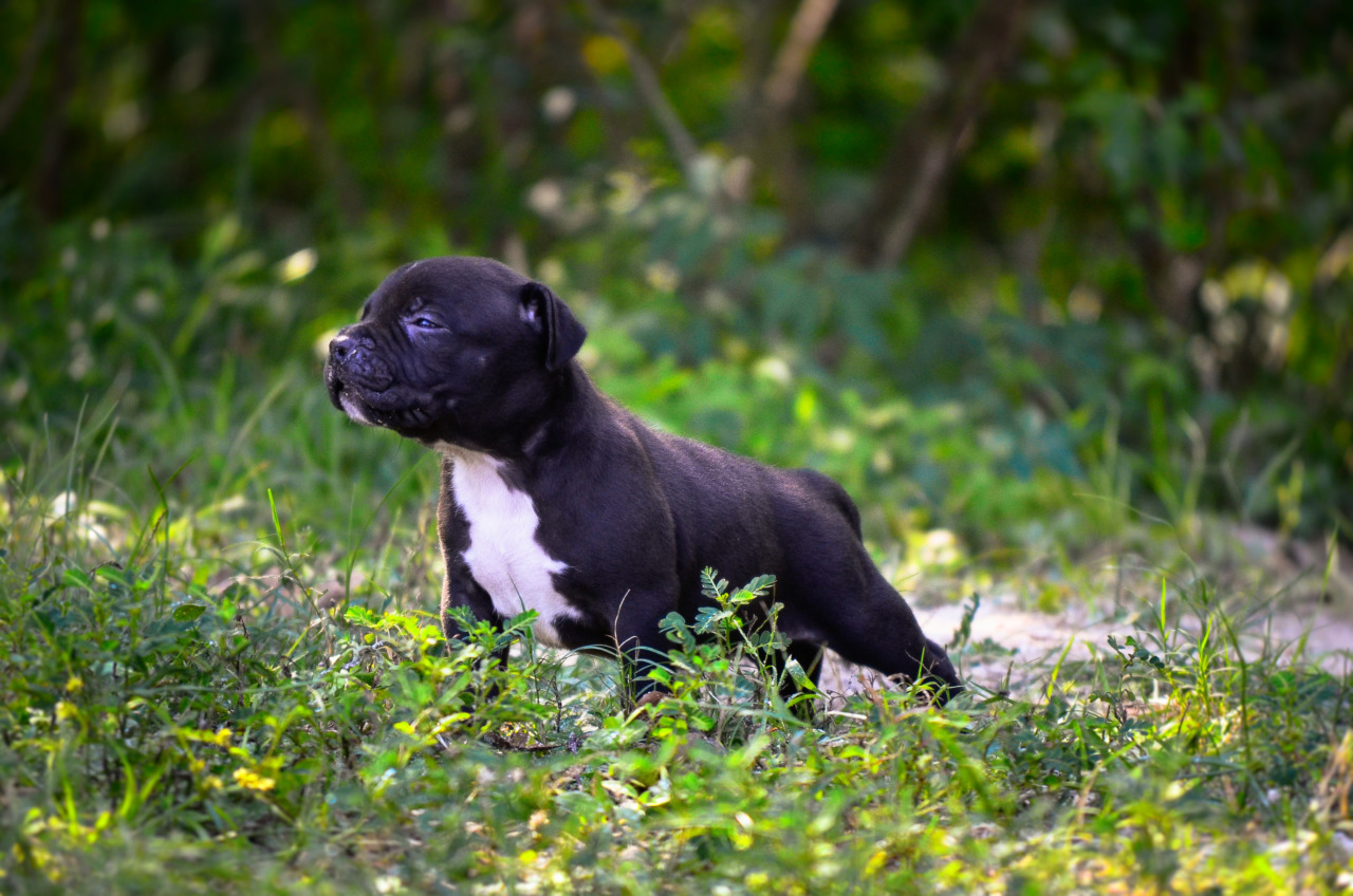 BOOTH KENNELS American Pit Bull Terrier Breeder montgomery, Alabama