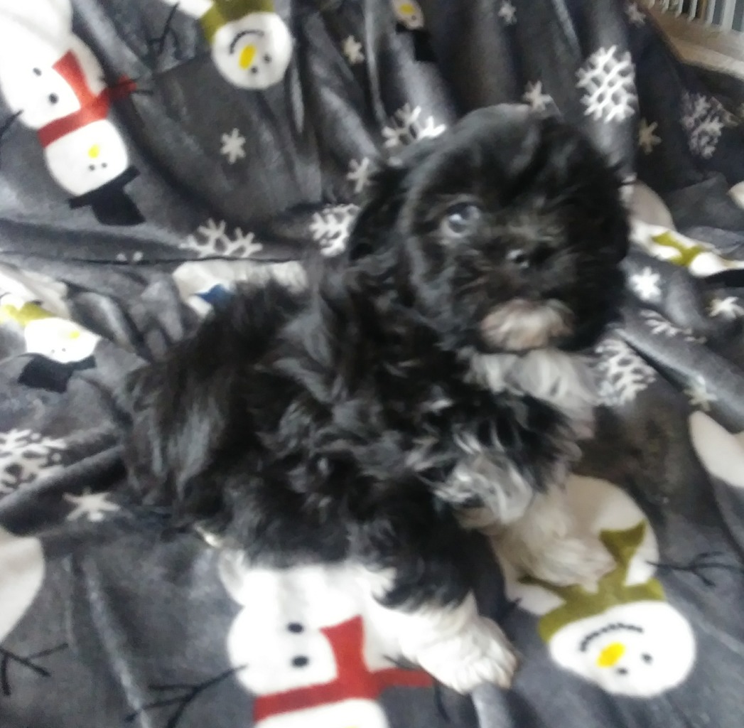 havanese breeders maryland weyforth s havanese havanese breeder jarrettsville maryland havanese breeders maryland weyforth s havanese havanese breeder jarrettsville maryland