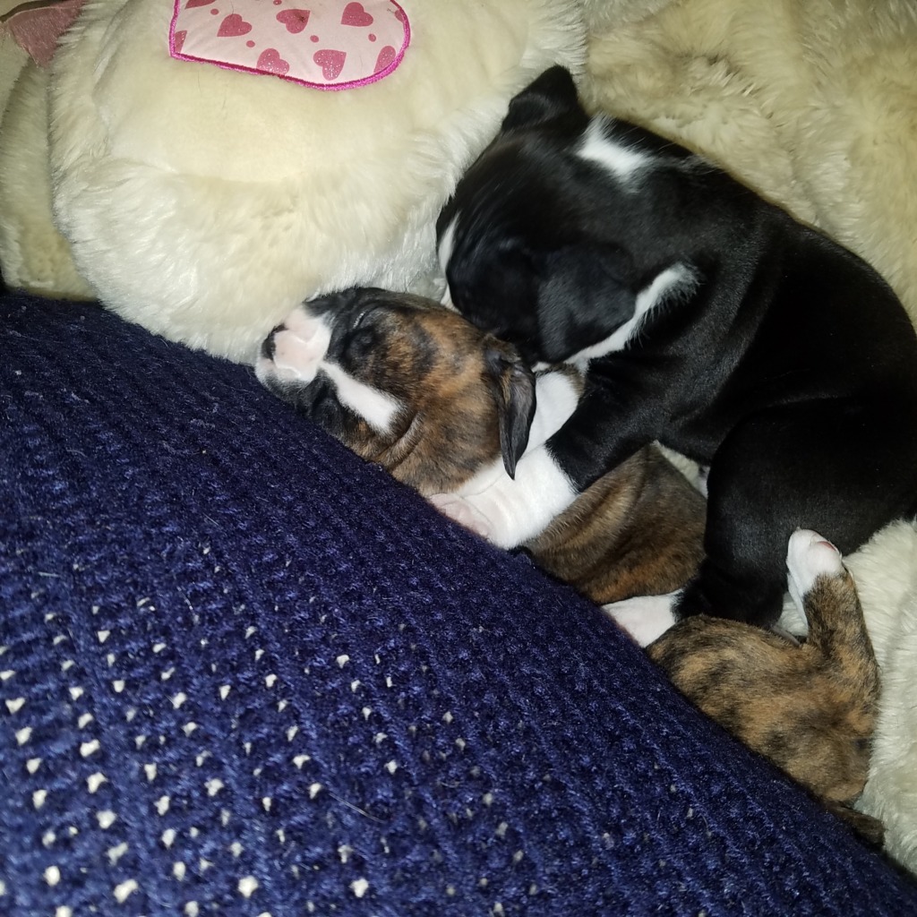 boxer puppies columbus ohio brober500th boxer breeder columbus ohio boxer puppies columbus ohio brober500th boxer breeder columbus ohio