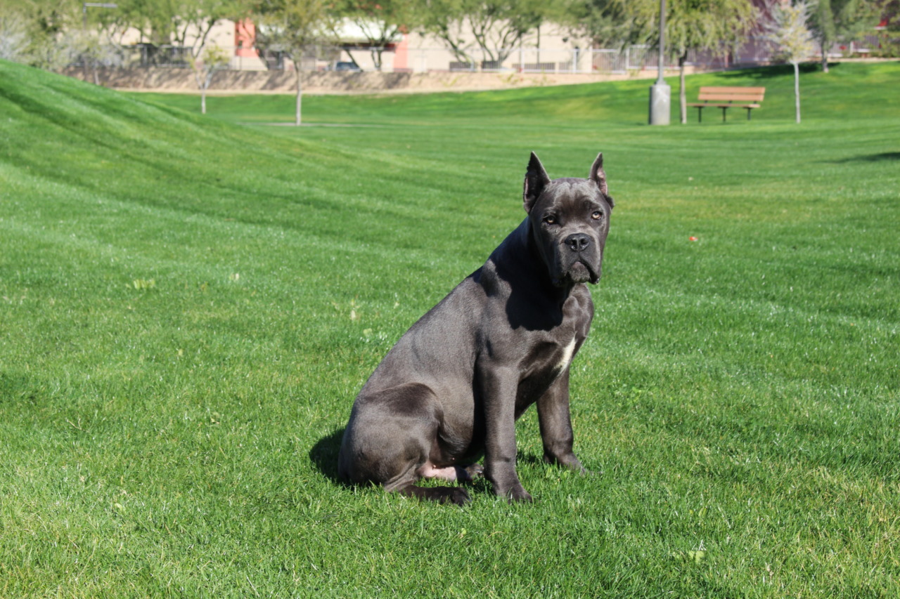 Cane Corso World Kennels Cane Corso Breeder Phoenix, Arizona