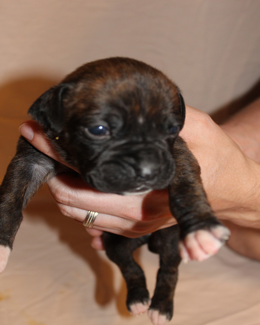 Tennessee Sunshine Boxers Boxer Breeder Knoxville, Tennessee