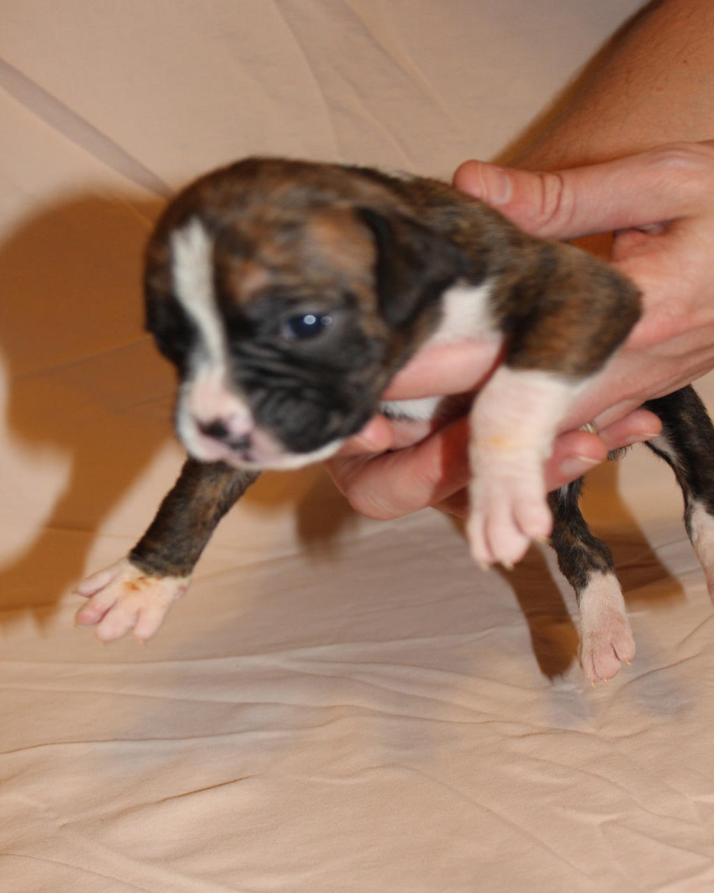 Tennessee Sunshine Boxers Boxer Breeder Knoxville, Tennessee