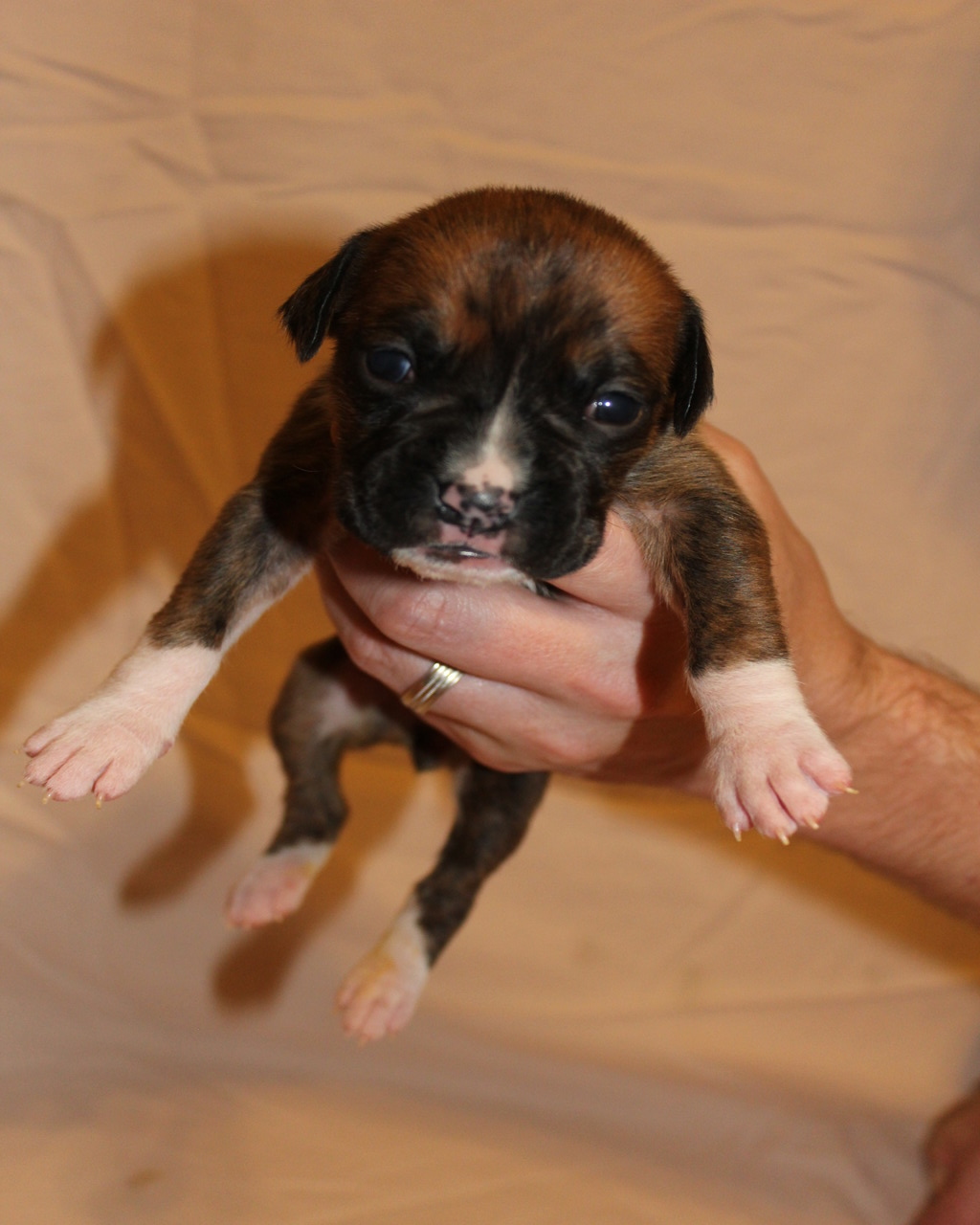 Tennessee Sunshine Boxers Boxer Breeder Knoxville, Tennessee