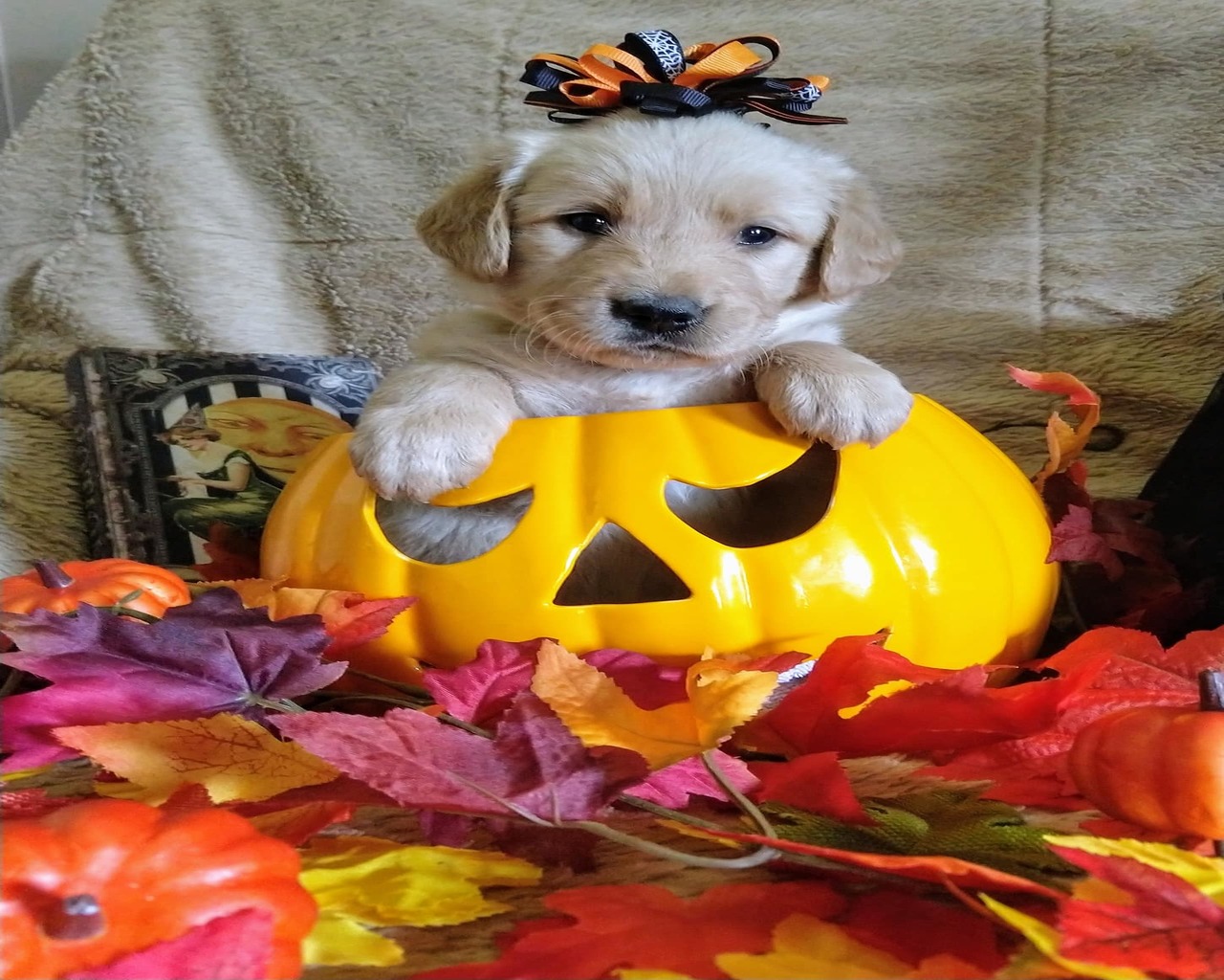 Puppies for Sale Free Dog Breeder Advertising