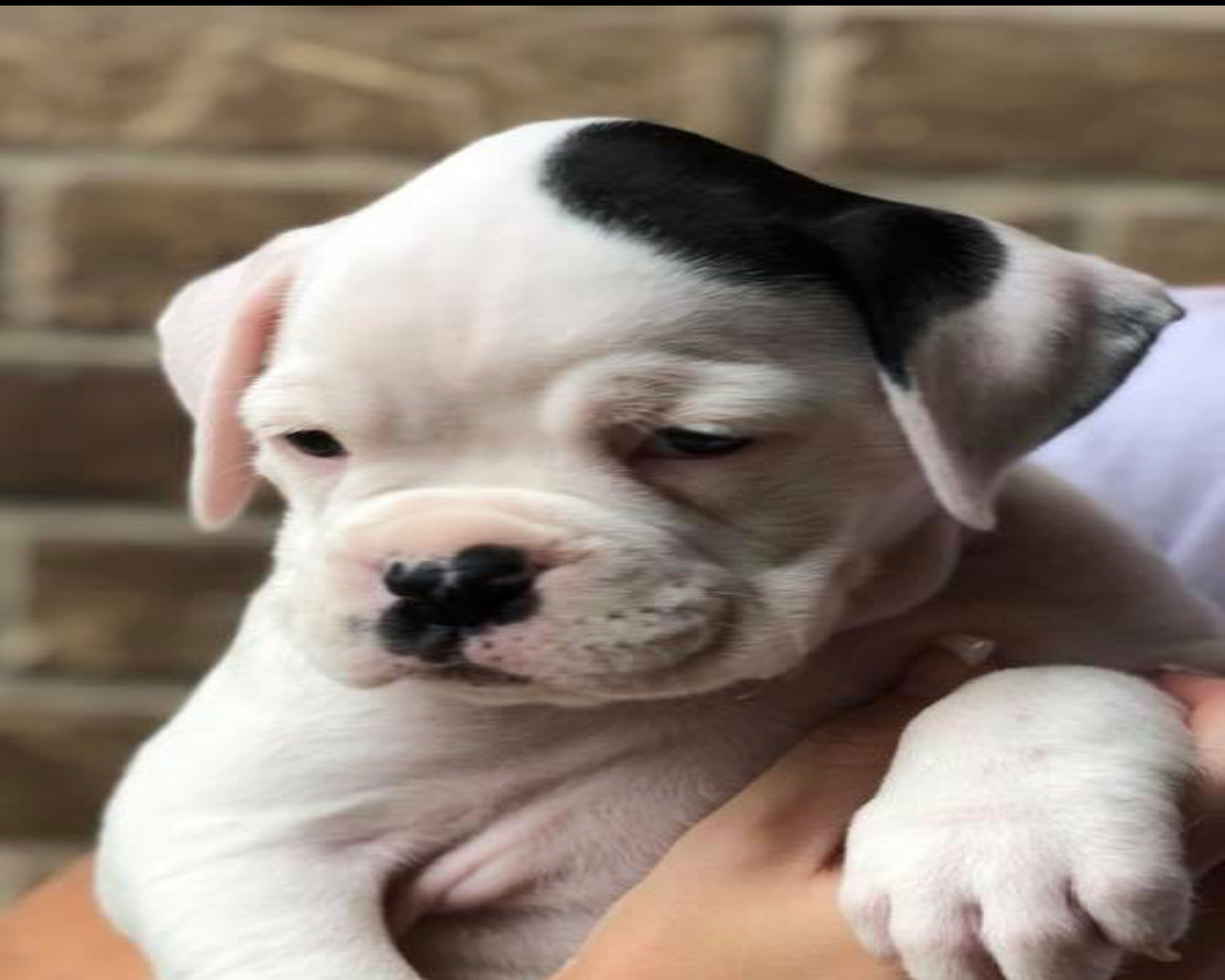 Puppies for Sale | Free Dog Breeder Advertising