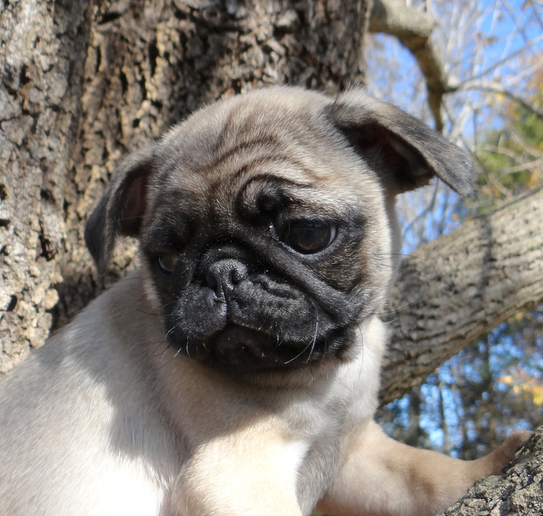 Loyalpups Pug Breeder Asheboro, North Carolina