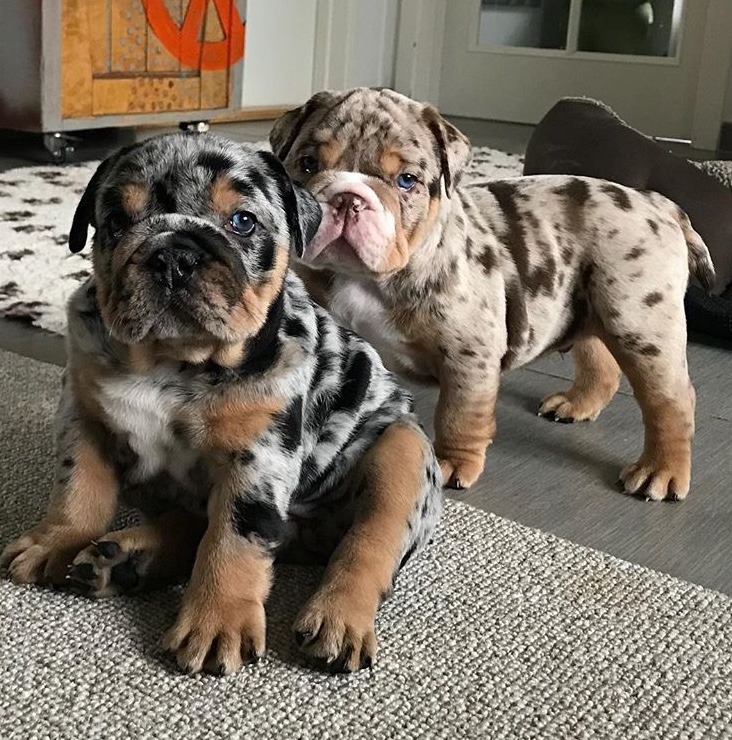 49 Best Pictures English Bulldog Puppy Price Ph : (Sold to Schwartz) Benita - English Bulldog. F- Rolly ...