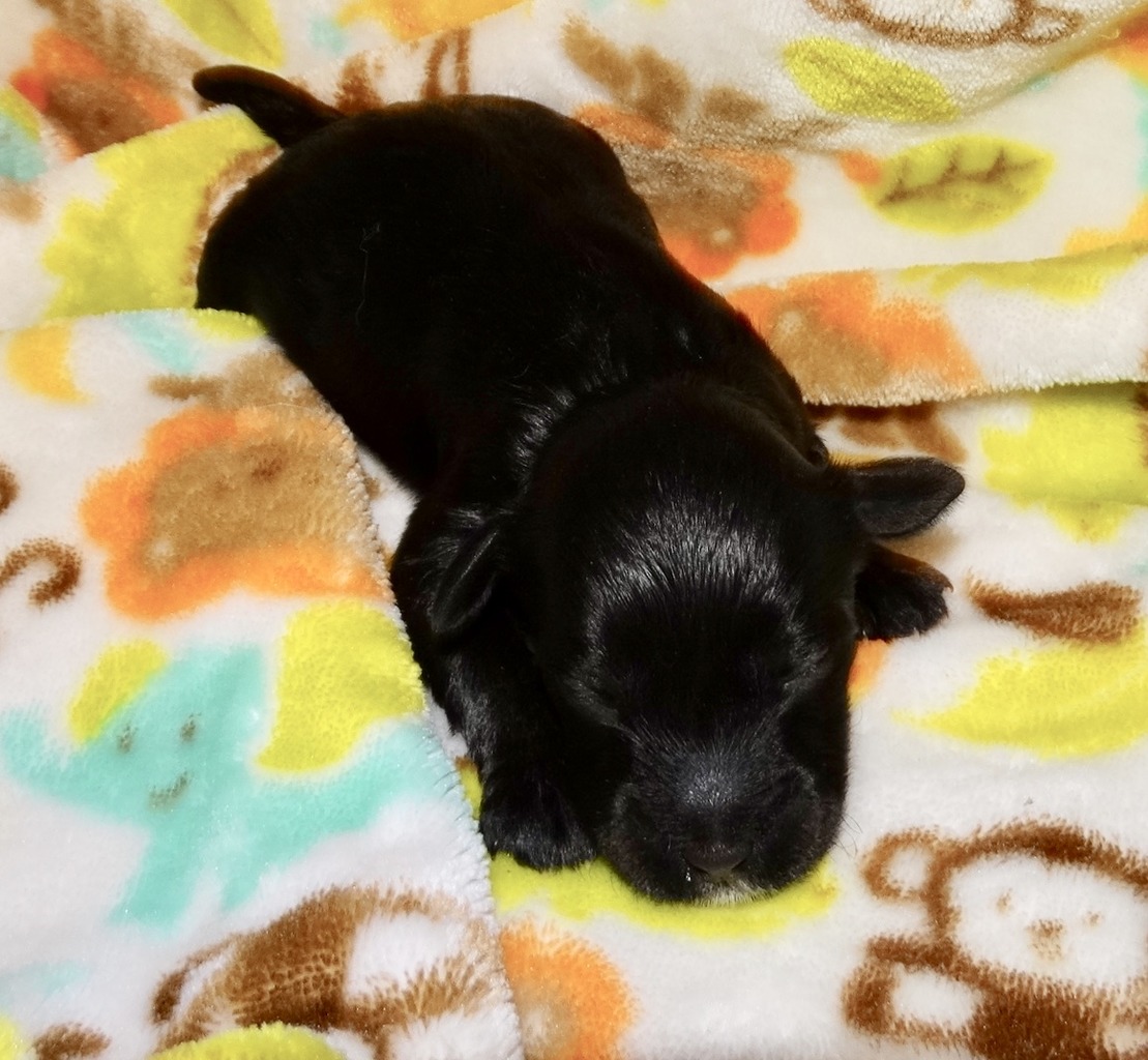 Cuddly Cotons Coton de Tulear Breeder Grand Rapids, Michigan