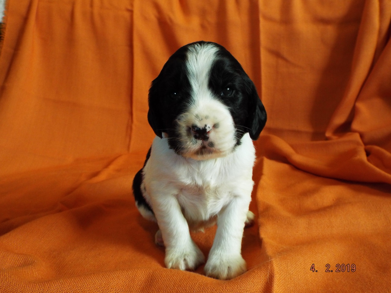 Blackbrookspringers | English Springer Spaniel Breeder ...
