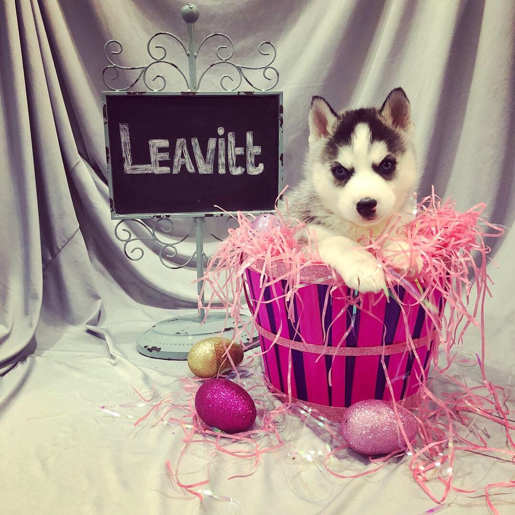 Oak Park Huskies Siberian Husky Breeder Oak Park, Illinois