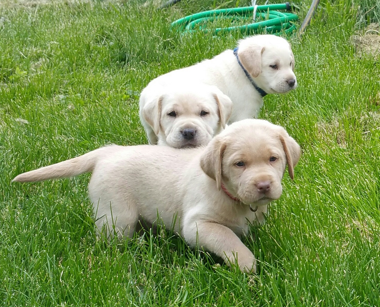 Bethlehem Kennels Labrador Retriever Breeder Tehachapi, California