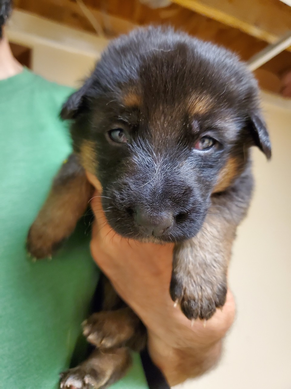 Copper Country German Shepherds German Shepherd Dog Breeder New