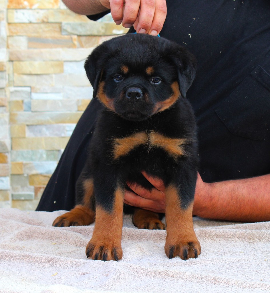 Von Aslan Rottweiler Kennels Rottweiler Breeder Sun valley, California