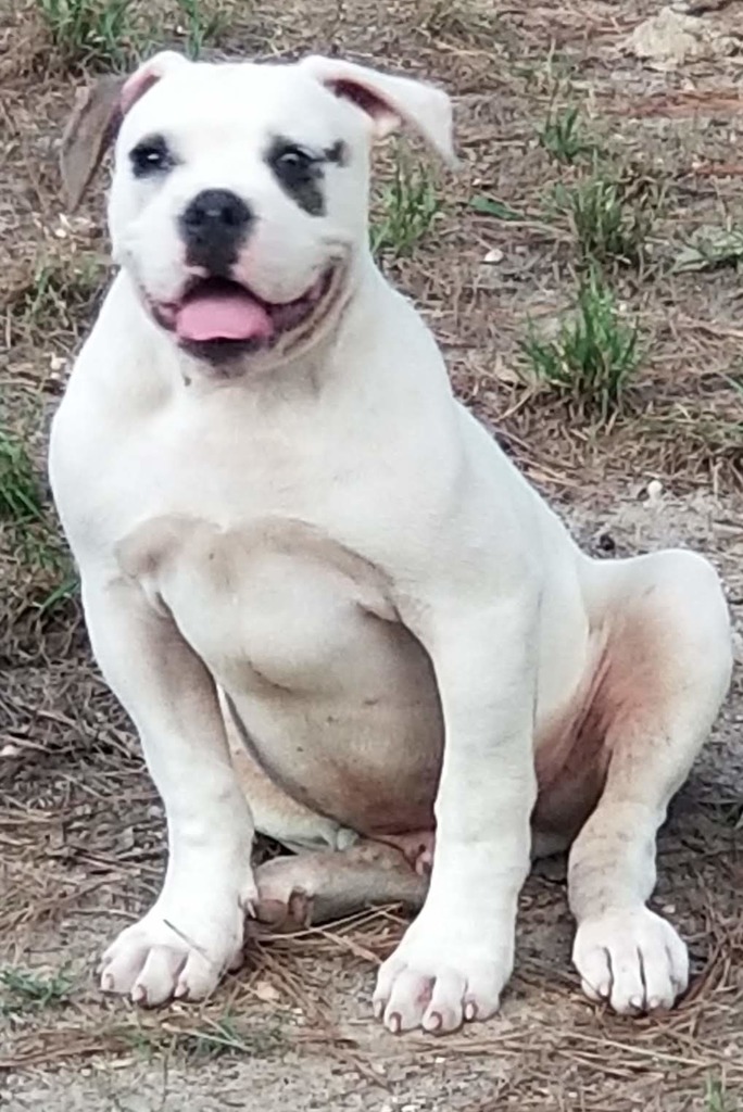 49+ American Bulldog Breeders Photo Bleumoonproductions