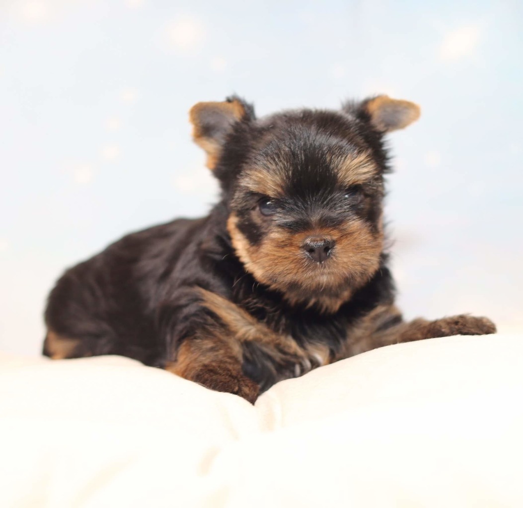 Joyful Yorkies Yorkshire Terrier Breeder Vancouver, Washington