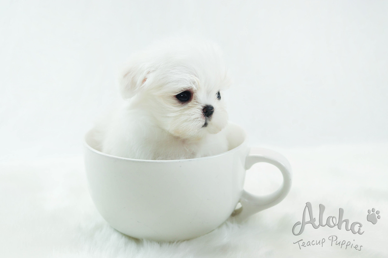 Puppies for Sale Free Dog Breeder Advertising