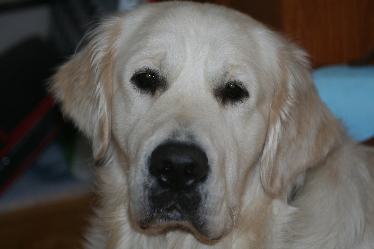 Kazam's European Cream Golden Retrievers Golden Retriever Breeder