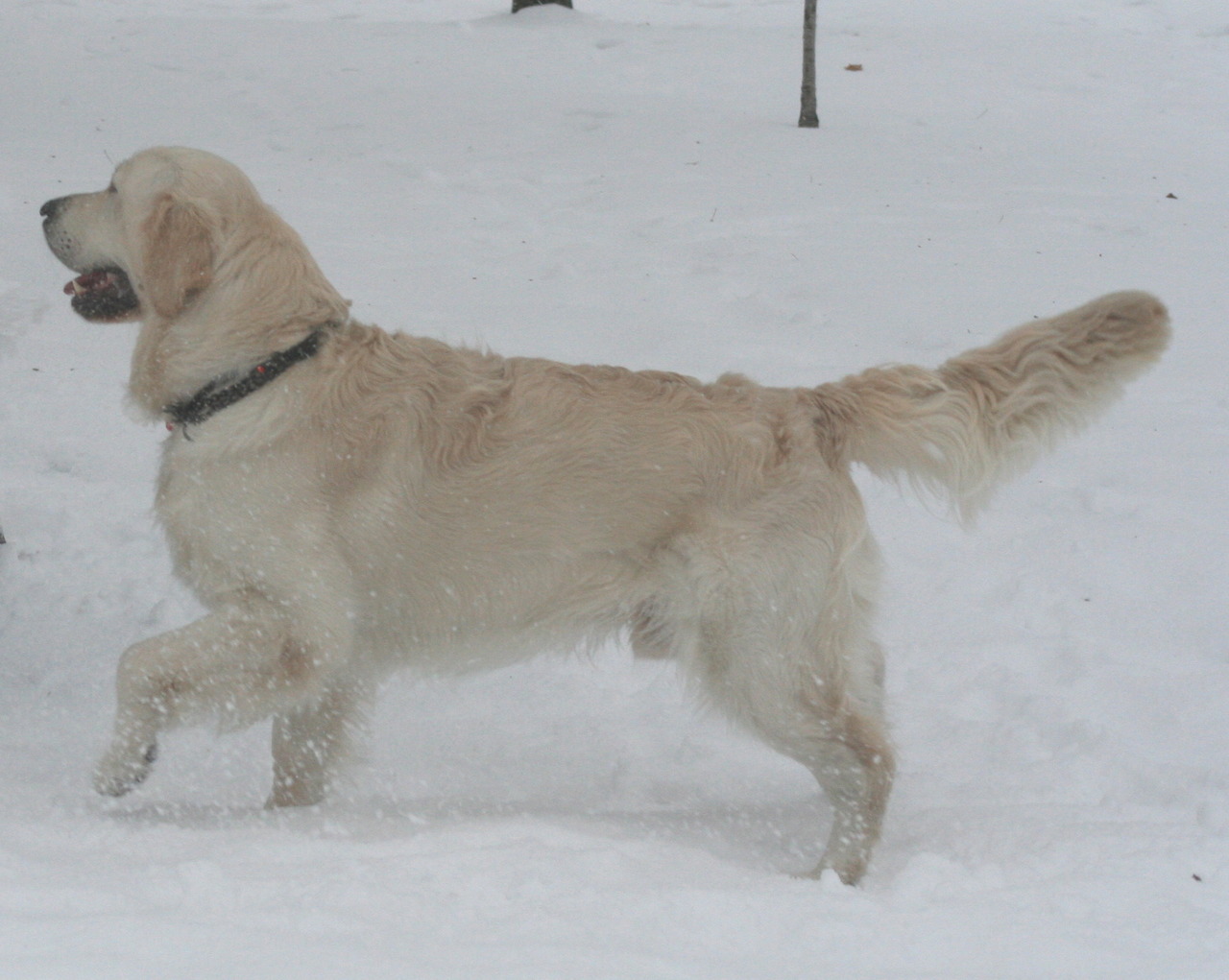 Kazam's European Cream Golden Retrievers Golden Retriever Breeder