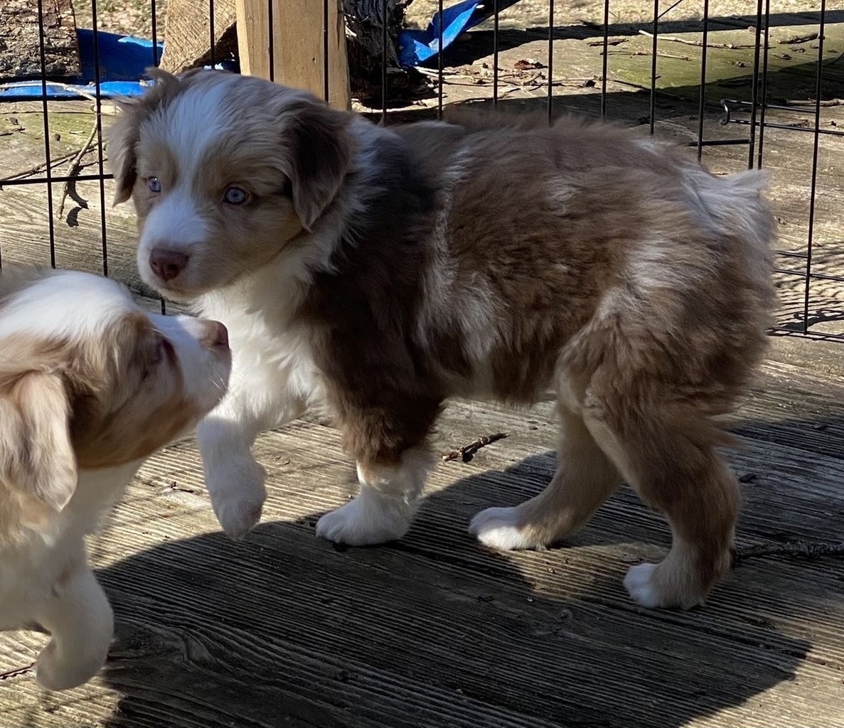 Double D’s Mini Aussies Miniature Australian Shepherd Breeder