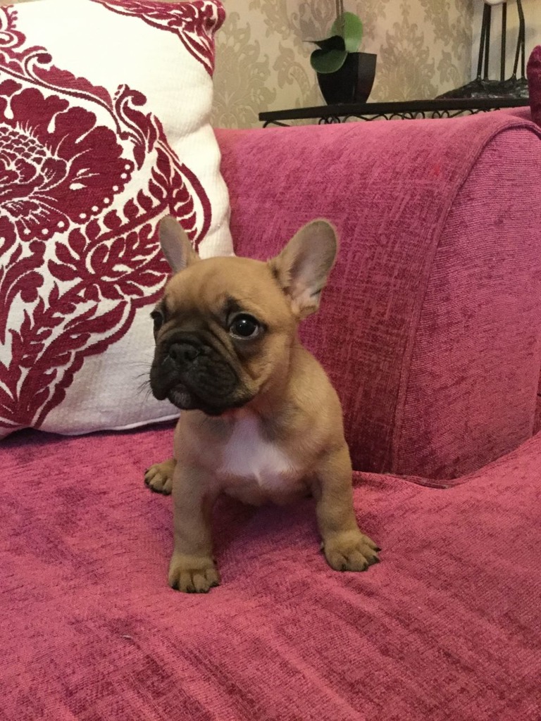 67+ French Bulldog Portland Oregon Image Bleumoonproductions