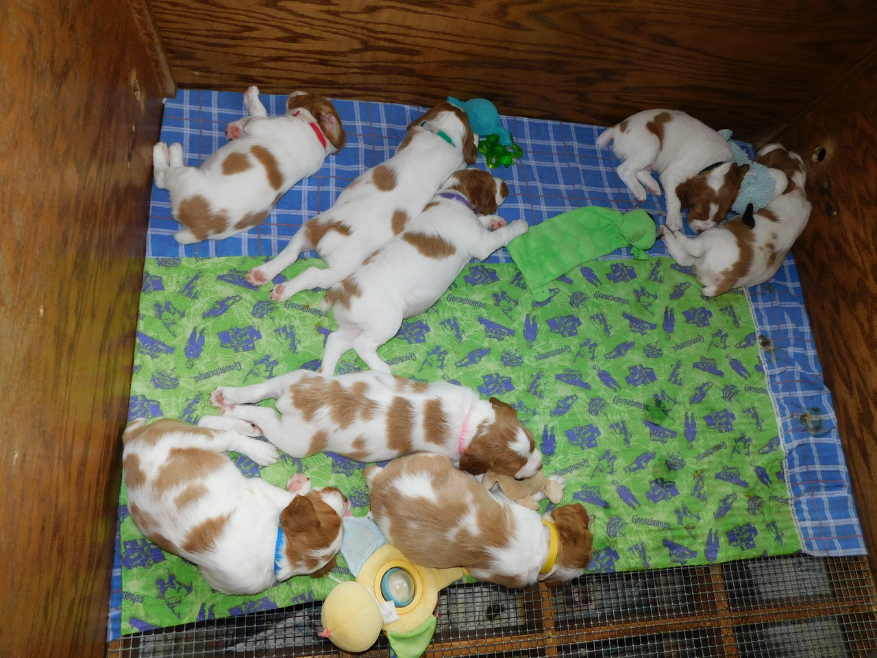 Puppies for Sale Free Dog Breeder Advertising