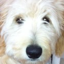 Coming soon- Goldendoodles - a Goldendoodle puppy