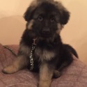 Gunner - a German Shepherd Dog puppy