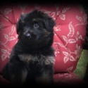 Gunner - a German Shepherd Dog puppy