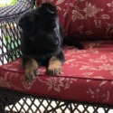 Baron - a German Shepherd Dog puppy
