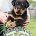 Iron Will Zaratos - a Beauceron puppy