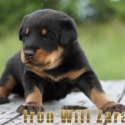 Iron Will Zaratos - a Beauceron puppy
