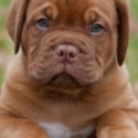 Red - a Dogue de Bordeaux puppy