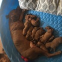 Red - a Dogue de Bordeaux puppy