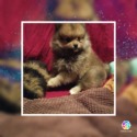 Teddy - a Pomeranian puppy