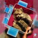 Teddy - a Pomeranian puppy