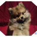 Teddy - a Pomeranian puppy