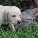 Chunkee - a Labrador Retriever puppy
