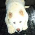 Rosie's male #1 AKC registered - a Siberian Husky puppy